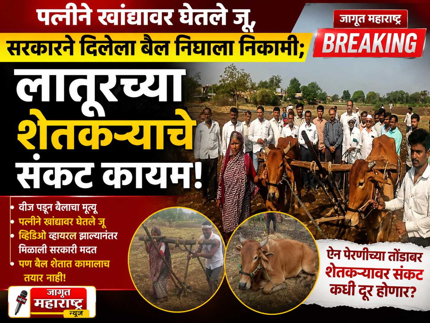 पत्नीने खांद्यावर घेतले जू, सरकारने दिलेला बैल निघाला निकामी; लातूरच्या शेतकऱ्याचे संकट कायम! Latur Farmer News