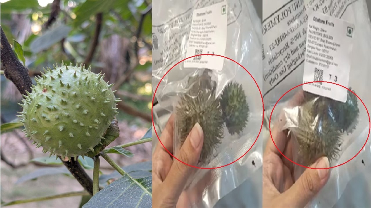 धोतऱ्याचे फळ अन् बिया विकणे महागात! Amazon, Swiggy Instamart आणि BigBasket चे अन्न परवाने थेट निलंबित